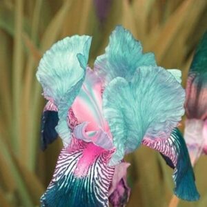 35pcs Rare Heirloom Iris Seeds - Beautiful and Colorful Blooms for Your Garden - Multi-Varieties