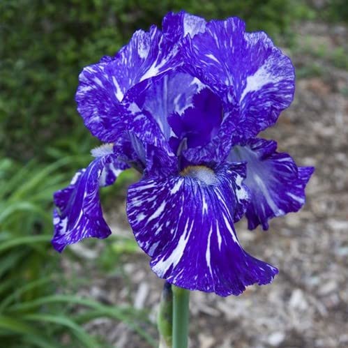 35pcs Rare Heirloom Iris Seeds - Beautiful and Colorful Blooms for Your Garden - Multi-Varieties