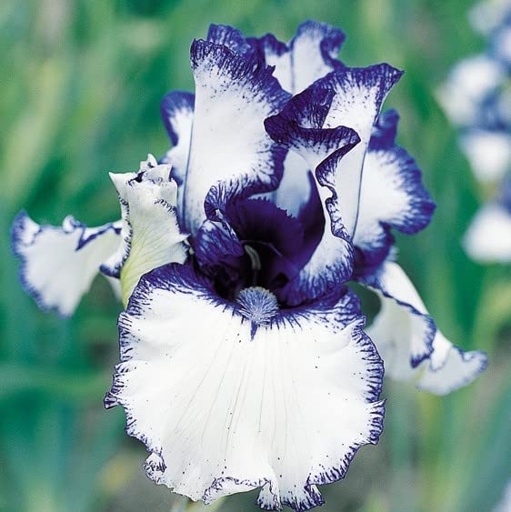 35pcs Rare Heirloom Iris Seeds - Beautiful and Colorful Blooms for Your Garden - Multi-Varieties