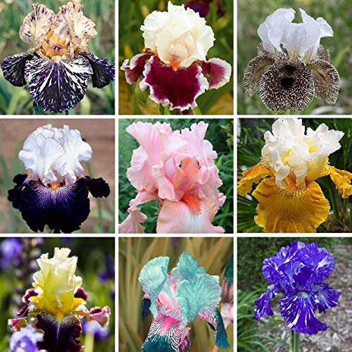 35pcs Rare Heirloom Iris Seeds - Beautiful and Colorful Blooms for Your Garden - Multi-Varieties