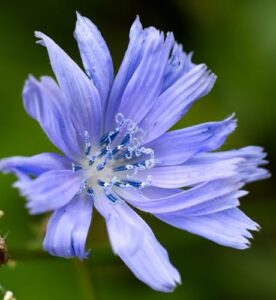 rare blue daisy seeds for planting - beautiful flowers for the garden