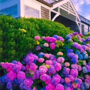 30pcs Blue Pink Purple Hydrangea - Beautiful and Hardy Perennial Flowers for Your Garden