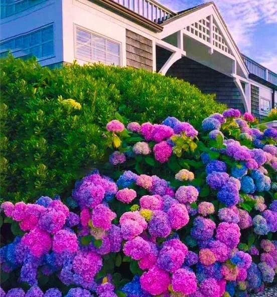 30pcs Blue Pink Purple Hydrangea - Beautiful and Hardy Perennial Flowers for Your Garden