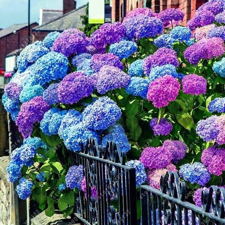 30pcs Blue Pink Purple Hydrangea - Beautiful and Hardy Perennial Flowers for Your Garden