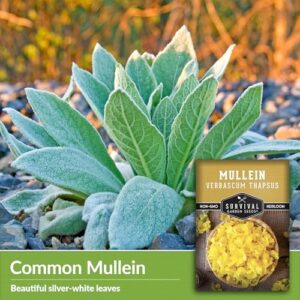 Mullein Seed for Planting - 1 Packet with Instructions to Plant and Grow Medicinal Herb Common Mullein in Your Home Vegetable Garden - Non-GMO Heirloom Variety - Survival Garden Seeds