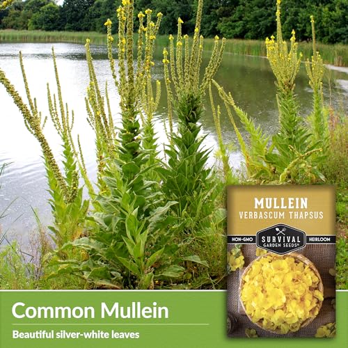 Mullein Seed for Planting - 1 Packet with Instructions to Plant and Grow Medicinal Herb Common Mullein in Your Home Vegetable Garden - Non-GMO Heirloom Variety - Survival Garden Seeds