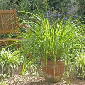 1000+ Lemongrass Plant Seeds - Non-GMO Lemongrass Herbs Seeds for Planting Garden, Indoor or Outdoor - Great Gift