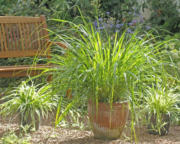 1000+ Lemongrass Plant Seeds - Non-GMO Lemongrass Herbs Seeds for Planting Garden, Indoor or Outdoor - Great Gift