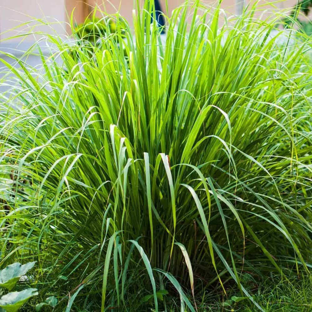 1000+ Lemongrass Plant Seeds - Non-GMO Lemongrass Herbs Seeds for Planting Garden, Indoor or Outdoor - Great Gift