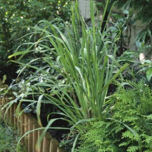 1000+ Lemongrass Plant Seeds - Non-GMO Lemongrass Herbs Seeds for Planting Garden, Indoor or Outdoor - Great Gift