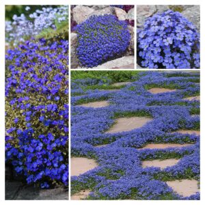 blue creeping thyme seeds for planting perennial landscaping ground cover non-gmo dwarf serphyllum thyme easy to plant and grow 2000+