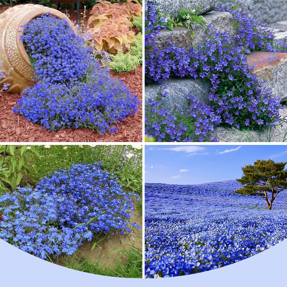 Blue Creeping Thyme Seeds for Planting Perennial Landscaping Ground Cover Non-GMO Dwarf Serphyllum Thyme Easy to Plant and Grow 2000+