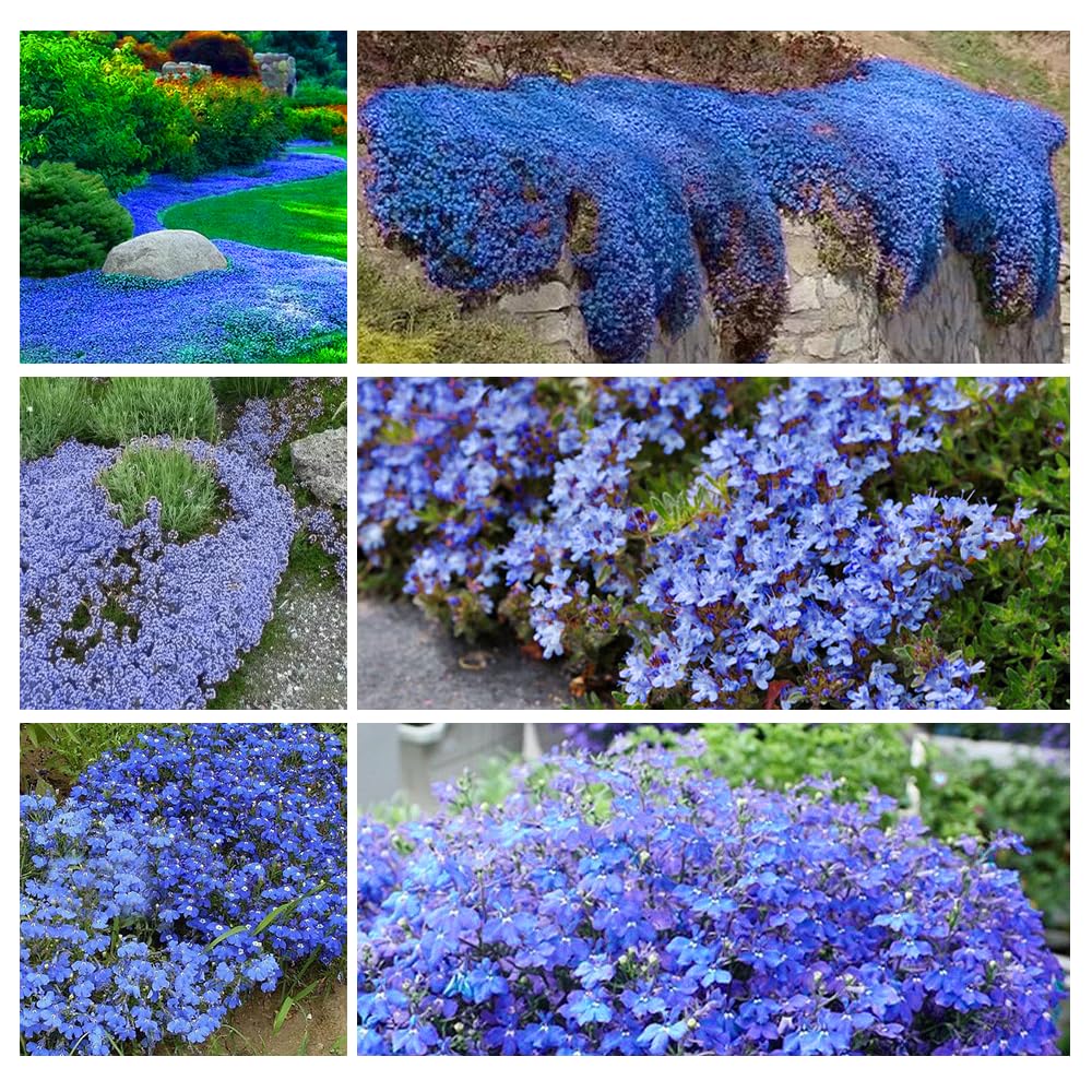 Blue Creeping Thyme Seeds for Planting Perennial Landscaping Ground Cover Non-GMO Dwarf Serphyllum Thyme Easy to Plant and Grow 2000+