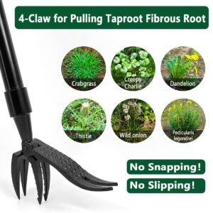 PAHSFS Stand Up Weed Puller Tool with 48 inch Handle, 4-Claw Steel Head Design, Easily Remove Weeds Without Bending or Kneeling, Black