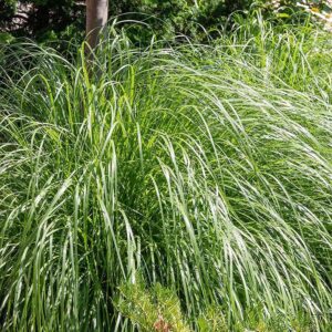 1000+ Lemongrass Plant Seeds - Non-GMO Lemongrass Herbs Seeds for Planting Garden, Indoor or Outdoor - Great Gift