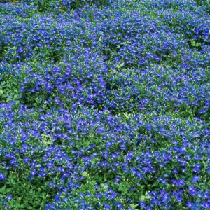 Blue Creeping Thyme Seeds for Planting Perennial Landscaping Ground Cover Non-GMO Dwarf Serphyllum Thyme Easy to Plant and Grow 2000+