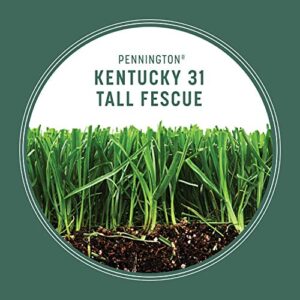 Pennington Kentucky 31 Tall Fescue Penkoted Grass Seed 7 lb