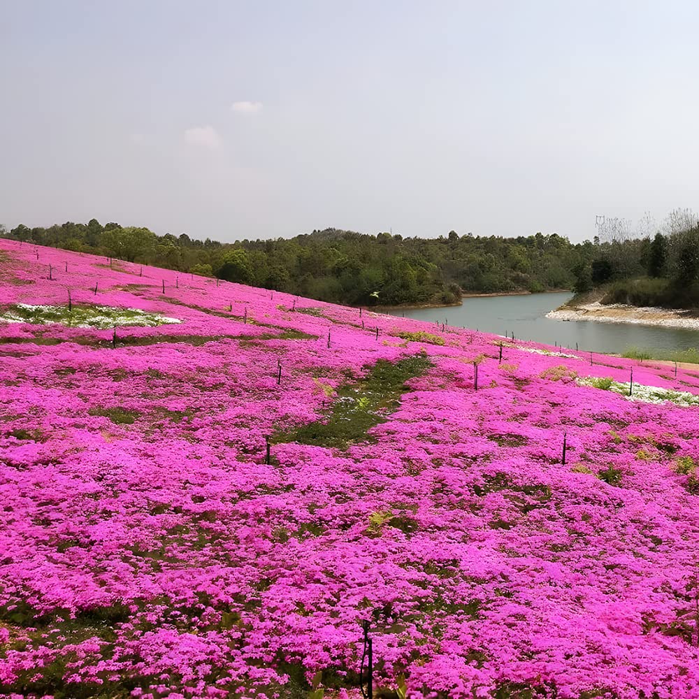 3000+ Mix Creeping Thyme Seeds Ground Cover for Planting - 6 Colours Individually Packed Thymus Serpyllum Heirloom Blue, Purple, White, Red, Green, Yellow Beautiful Perennial Flower