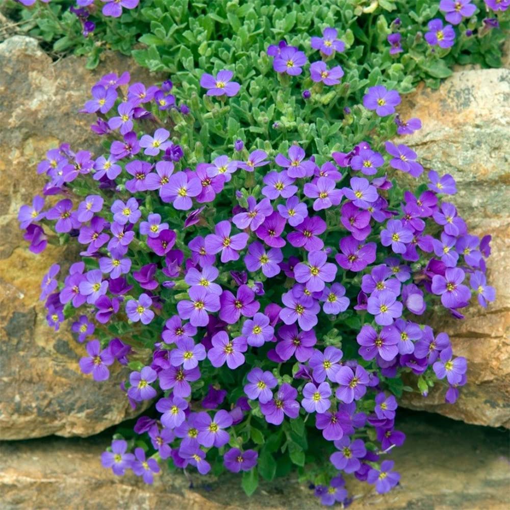 3000+ Mix Creeping Thyme Seeds Ground Cover for Planting - 6 Colours Individually Packed Thymus Serpyllum Heirloom Blue, Purple, White, Red, Green, Yellow Beautiful Perennial Flower