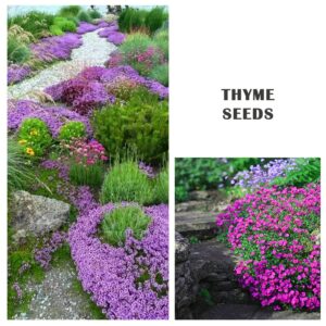 3000+ Mix Creeping Thyme Seeds Ground Cover for Planting - 6 Colours Individually Packed Thymus Serpyllum Heirloom Blue, Purple, White, Red, Green, Yellow Beautiful Perennial Flower