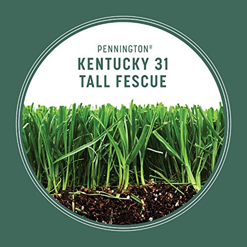 Pennington Kentucky 31 Tall Fescue Penkoted Grass Seed 40 lbs