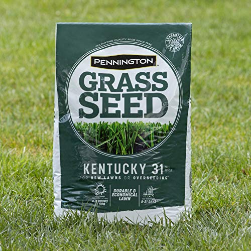 Pennington Kentucky 31 Tall Fescue Penkoted Grass Seed 40 lbs