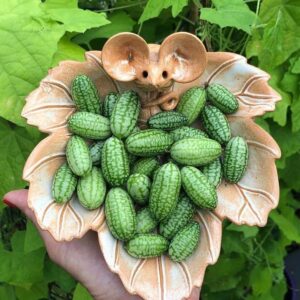 70pcs Cucamelon Seeds - Mexican Sour Gherkin Mini Thumb Watermelon Vegetable - Easy Planting Tips for Home Gardeners