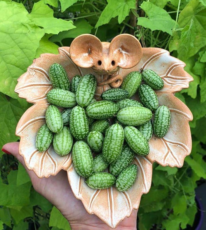 70pcs Cucamelon Seeds - Mexican Sour Gherkin Mini Thumb Watermelon Vegetable - Easy Planting Tips for Home Gardeners