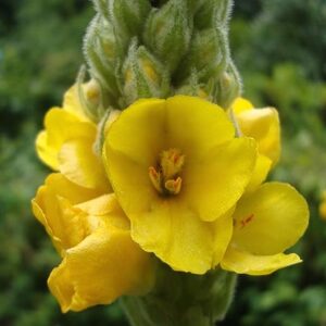 Gaea's Blessing Seeds - Mullein Seeds - Non-GMO Herb Seeds with Easy to Follow Instructions, Heirloom, Open-Pollinated, Untreated