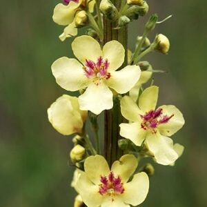 Gaea's Blessing Seeds - Mullein Seeds - Non-GMO Herb Seeds with Easy to Follow Instructions, Heirloom, Open-Pollinated, Untreated