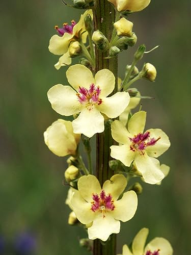 Gaea's Blessing Seeds - Mullein Seeds - Non-GMO Herb Seeds with Easy to Follow Instructions, Heirloom, Open-Pollinated, Untreated