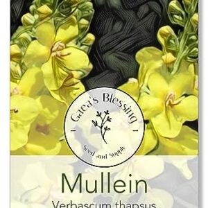 Gaea's Blessing Seeds - Mullein Seeds - Non-GMO Herb Seeds with Easy to Follow Instructions, Heirloom, Open-Pollinated, Untreated