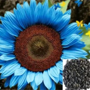 50pcs Bright Blue Sunflower Seeds - Dwarf Varieties for Vibrant Gardens