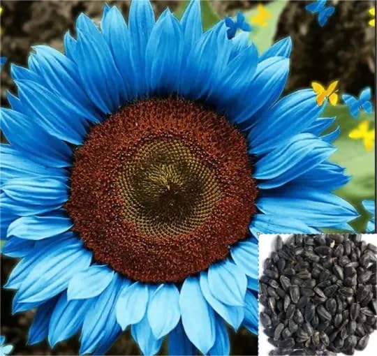 50pcs Bright Blue Sunflower Seeds - Dwarf Varieties for Vibrant Gardens