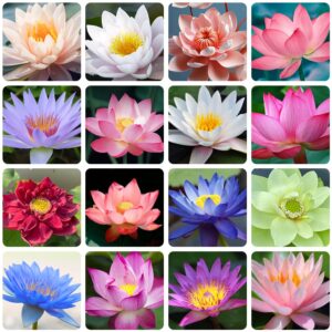 35 pcs bonsai lotus seeds for planting bowl lotus seeds, water lily flower plant seeds. great for beginners and seasoned gardeners alike.