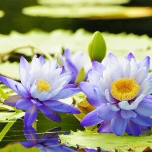 35 Pcs Bonsai Lotus Seeds for Planting Bowl Lotus Seeds, Water Lily Flower Plant Seeds. Great for Beginners and Seasoned Gardeners Alike.