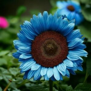 50pcs Bright Blue Sunflower Seeds - Dwarf Varieties for Vibrant Gardens