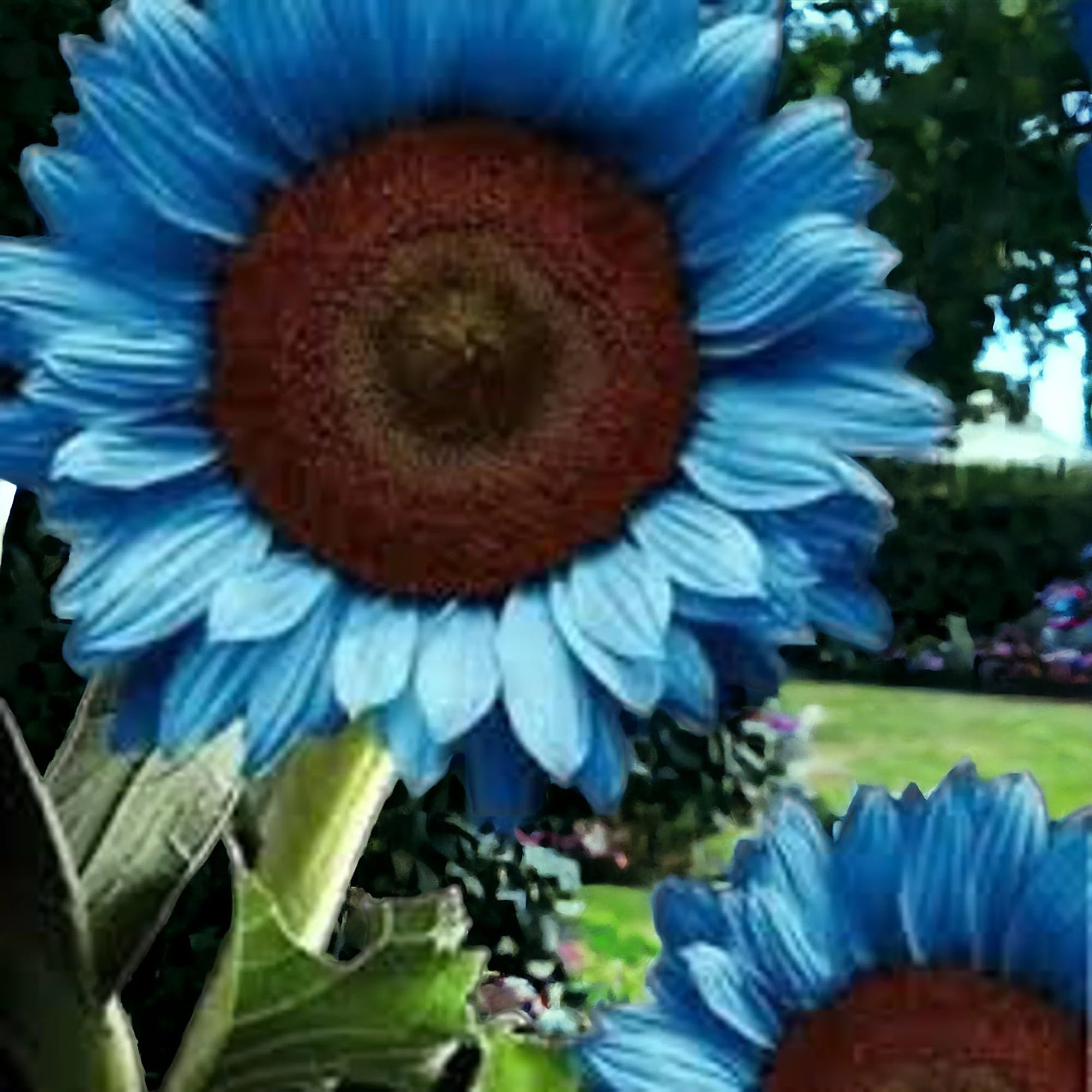 50pcs Bright Blue Sunflower Seeds - Dwarf Varieties for Vibrant Gardens