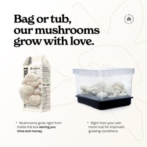 NuBlume Organic Lion's Mane Mushroom Grow Kit | Grow Your Own Fresh Gourmet Mushrooms at Home | Edible Indoor Mushroom Growing Kits Great Gift