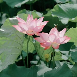 20 Bonsai Bowl Lotus Seeds (Mixed Color) - Water Lily Flower Plant - Finest Viable Aquatic Water Features Non-GMO Fresh Garden Seeds Home Planting Ornamental