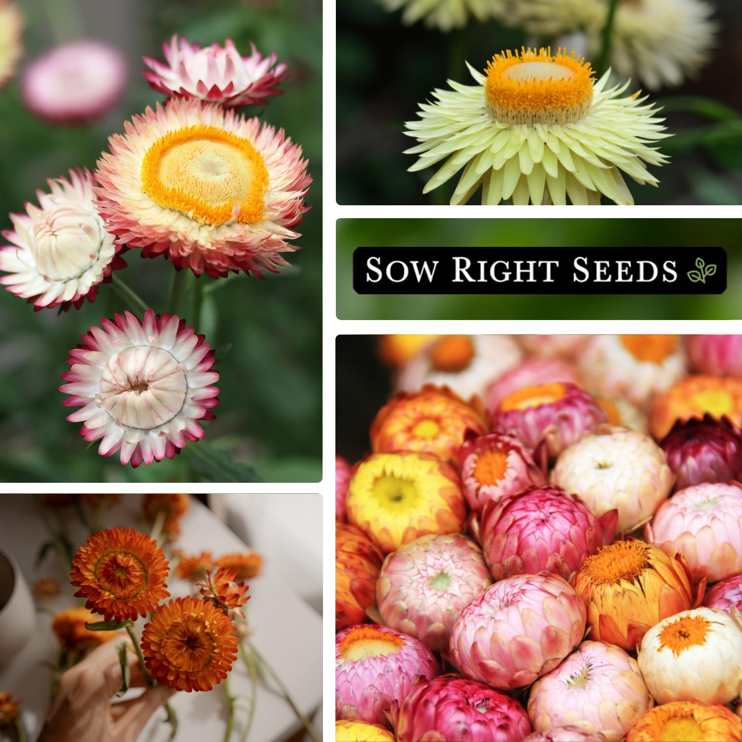 Sow Right Seeds - Tall Mixed Strawflower Seeds - Non-GMO Heirloom Packet with Instructions to Grow - Beautiful to Plant in Your Flower Garden - Cut Flower Favorite - Wonderful Gardening Gift (1)