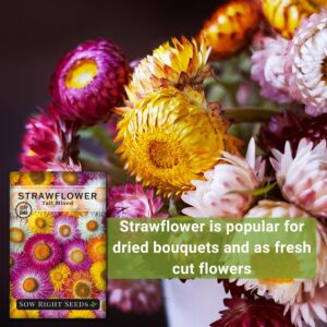 Sow Right Seeds - Tall Mixed Strawflower Seeds - Non-GMO Heirloom Packet with Instructions to Grow - Beautiful to Plant in Your Flower Garden - Cut Flower Favorite - Wonderful Gardening Gift (1)