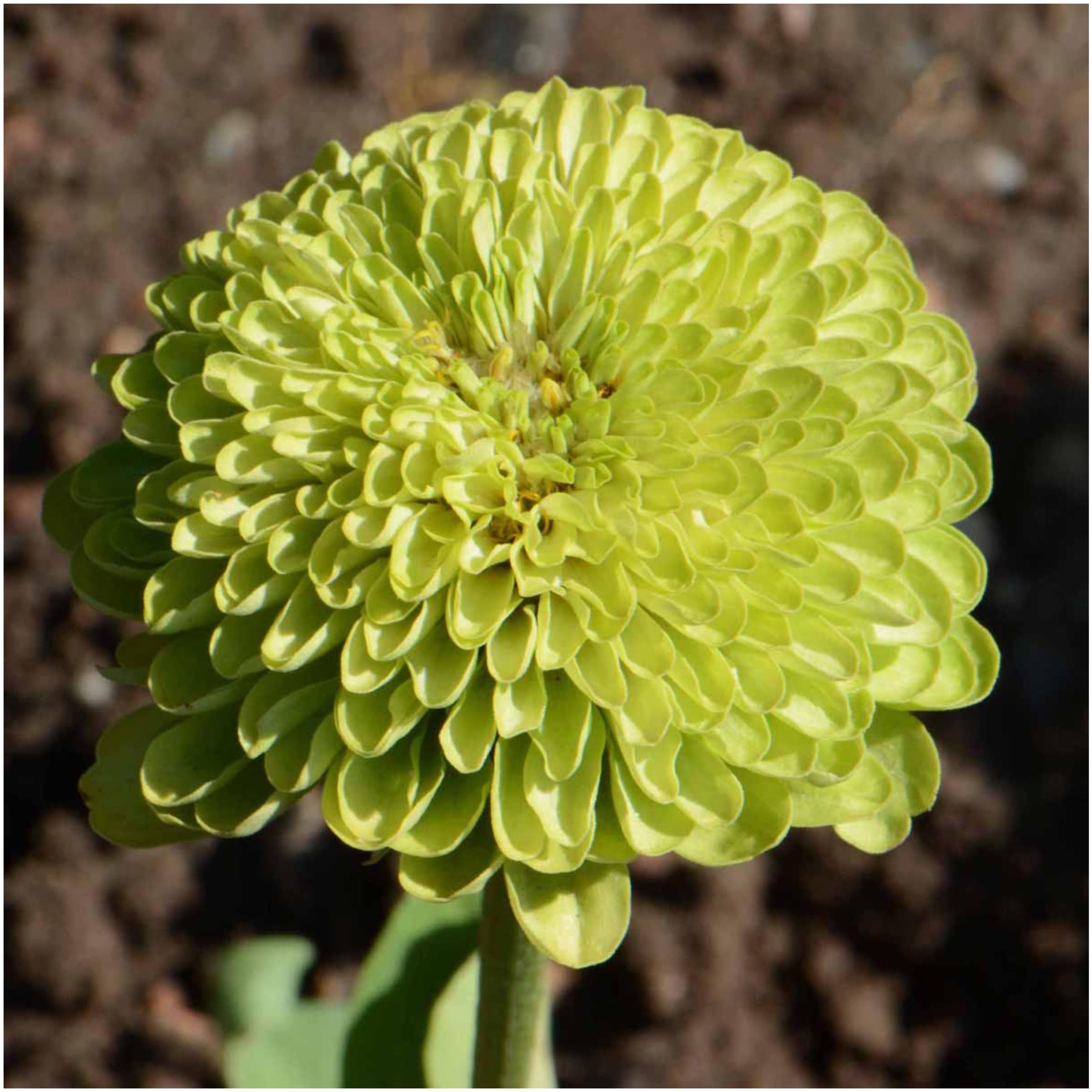 Seed Needs, Lime Green Envy Zinnia Seeds - 250 Heirloom Seeds for Planting Zinnia elegans - Annual Cut Flowers to Grow in a Butterfly Garden Outdoors (1 Pack)