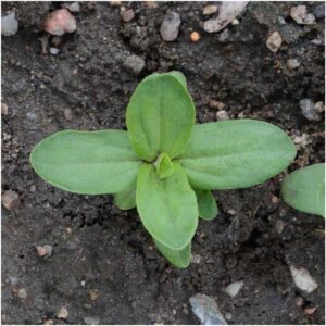 Seed Needs, Lime Green Envy Zinnia Seeds - 250 Heirloom Seeds for Planting Zinnia elegans - Annual Cut Flowers to Grow in a Butterfly Garden Outdoors (1 Pack)