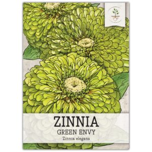 seed needs, lime green envy zinnia seeds - 250 heirloom seeds for planting zinnia elegans - annual cut flowers to grow in a butterfly garden outdoors (1 pack)