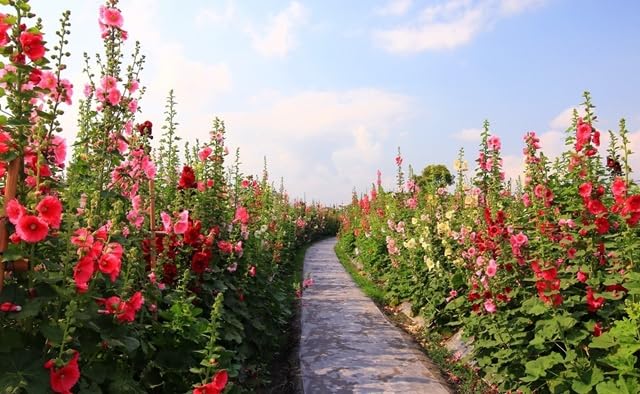 350+ Hollyhock Flower Seeds - Non GMO Carnival Mix Giant Mallow Double Hollyhock Seeds - Home Garden Flower Perennial