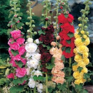 350+ hollyhock flower seeds - non gmo carnival mix giant mallow double hollyhock seeds - home garden flower perennial