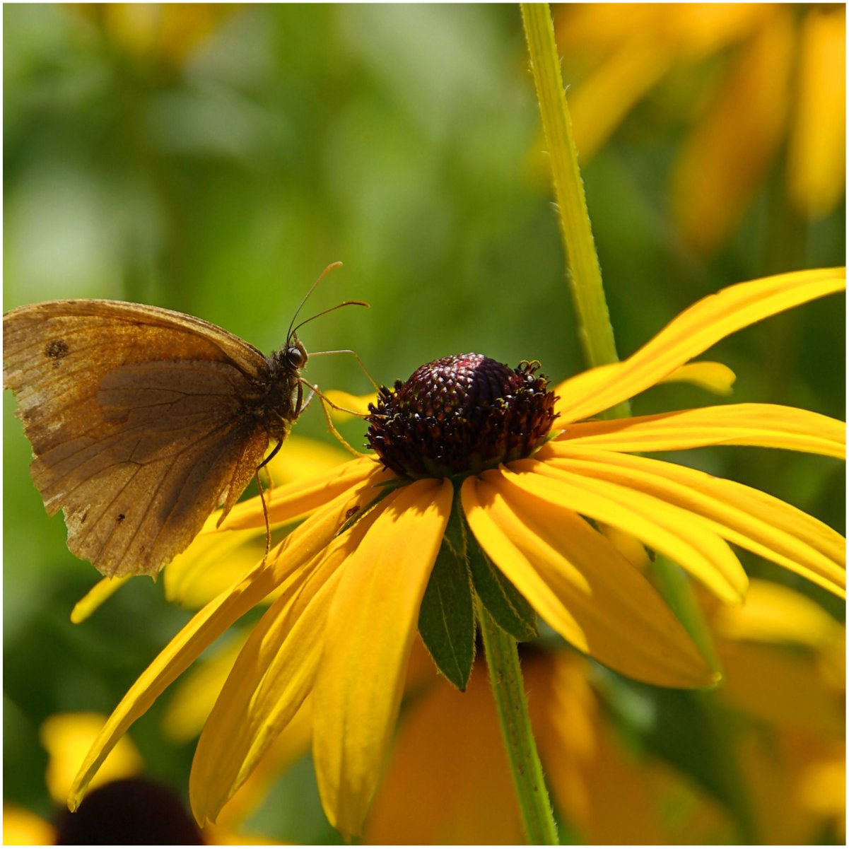 Seed Needs, Black-Eyed Susan Seeds - 120,000 Heirloom Seeds for Planting Rudbeckia hirta - Yellow Perennial Flowers to Attract Butterflies & Bees to The Garden (Large Bulk Pack)