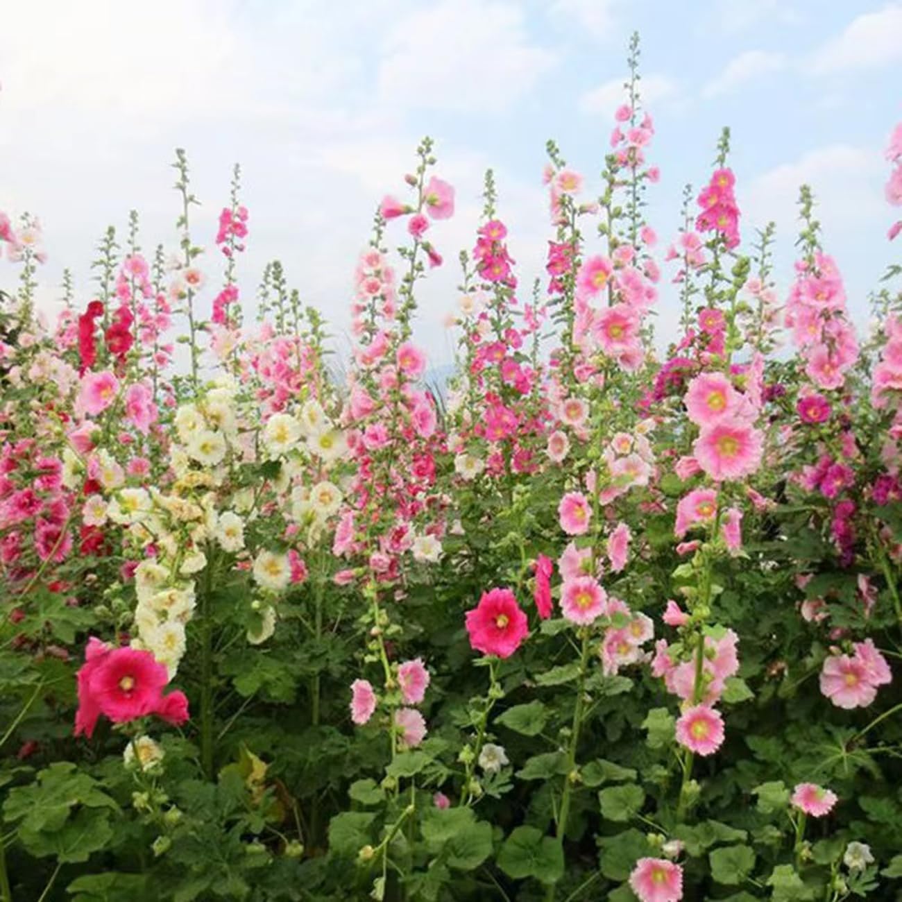 350+ Hollyhock Flower Seeds - Non GMO Carnival Mix Giant Mallow Double Hollyhock Seeds - Home Garden Flower Perennial