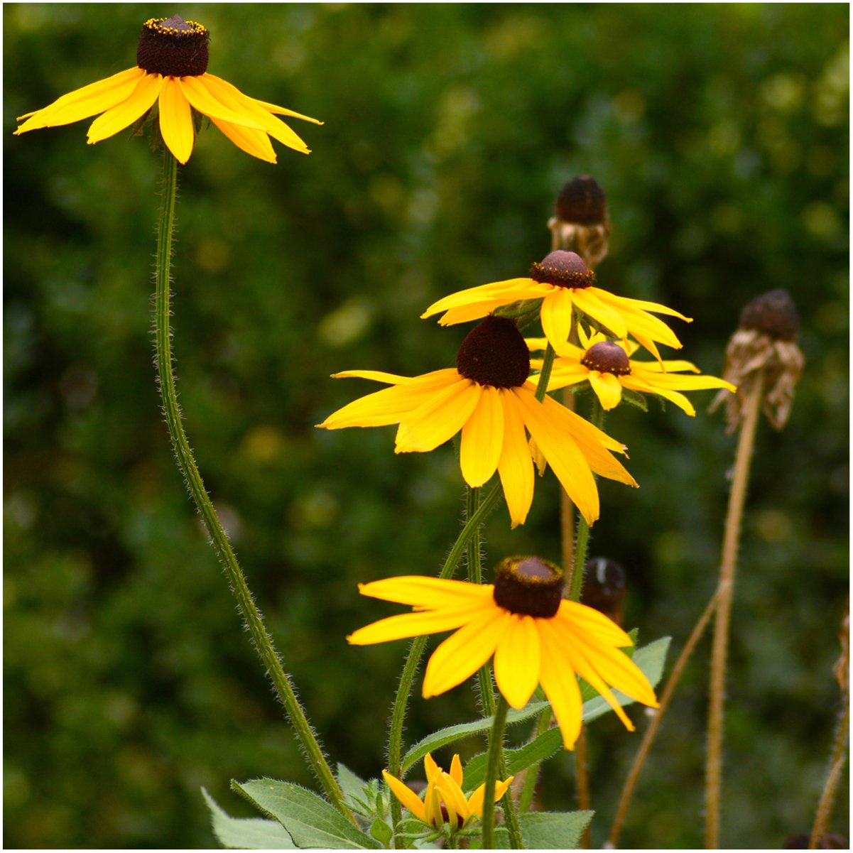 Seed Needs, Black-Eyed Susan Seeds - 120,000 Heirloom Seeds for Planting Rudbeckia hirta - Yellow Perennial Flowers to Attract Butterflies & Bees to The Garden (Large Bulk Pack)